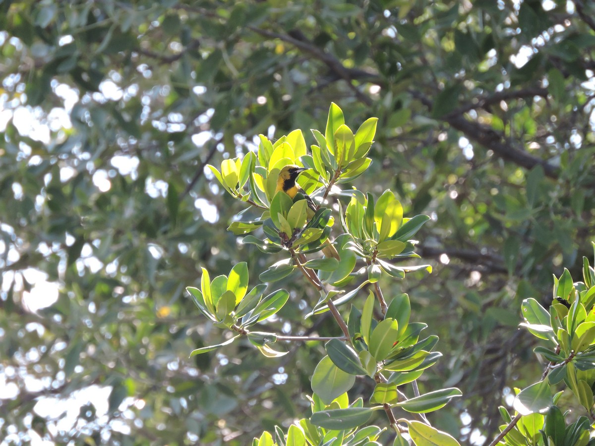 Orchard Oriole - ML41855111