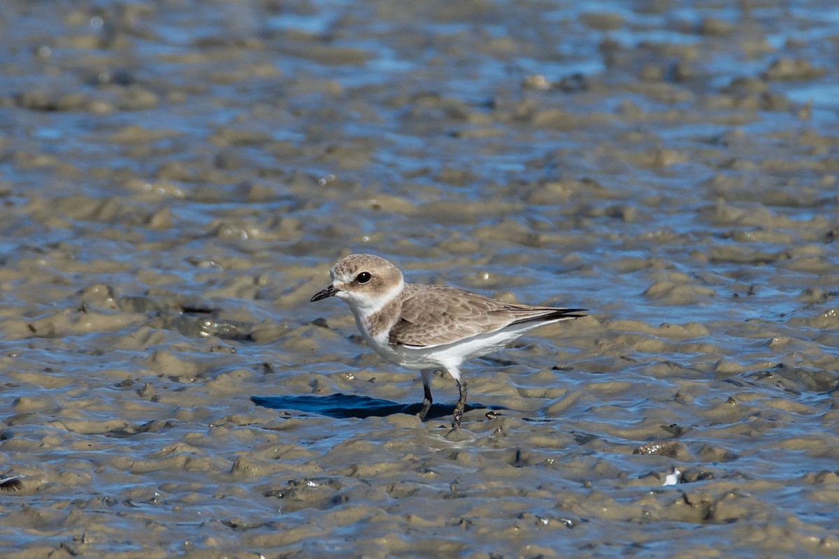 Kentish Plover - Fátima Garrido Ceacero