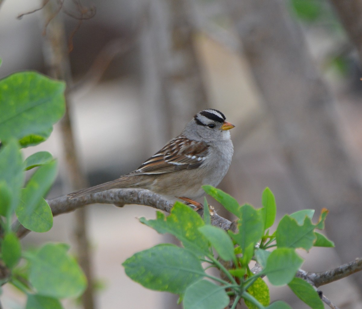 White-crowned Sparrow - ML418553091