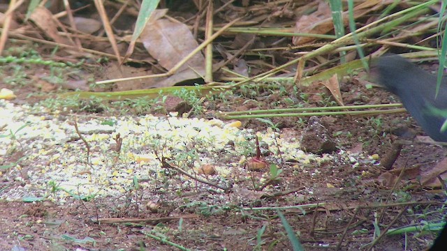Paint-billed Crake - ML418554011