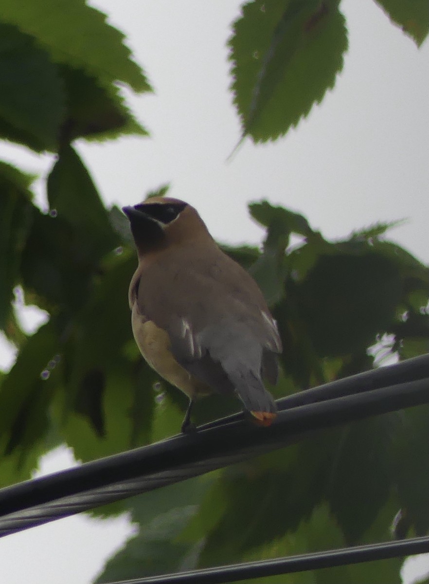 Cedar Waxwing - ML418556401