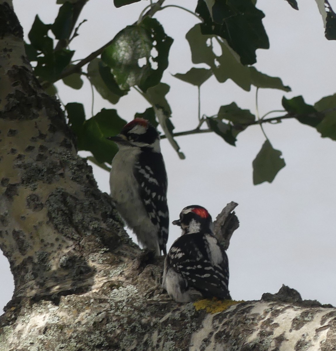 Downy Woodpecker - ML418556961