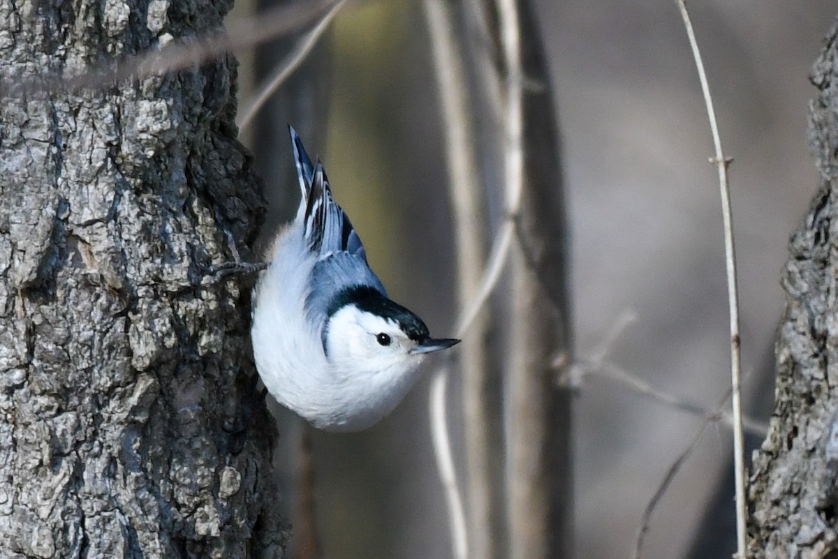 White-breasted Nuthatch - Traci Gentry