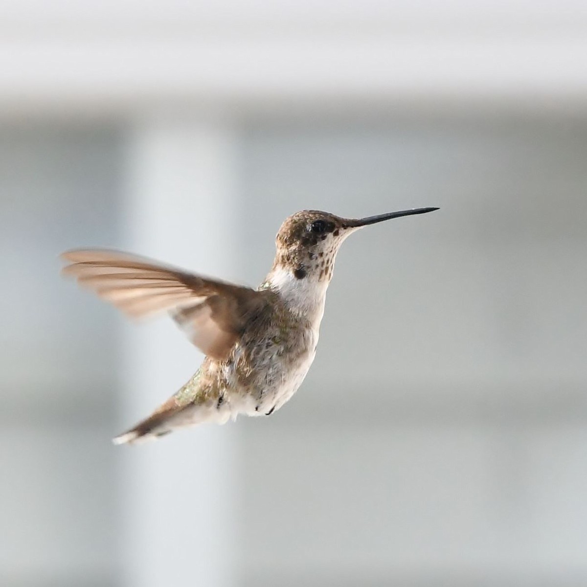 Black-chinned Hummingbird - Matt Spangler