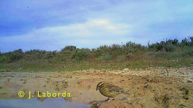 Cirl Bunting - ML418560691