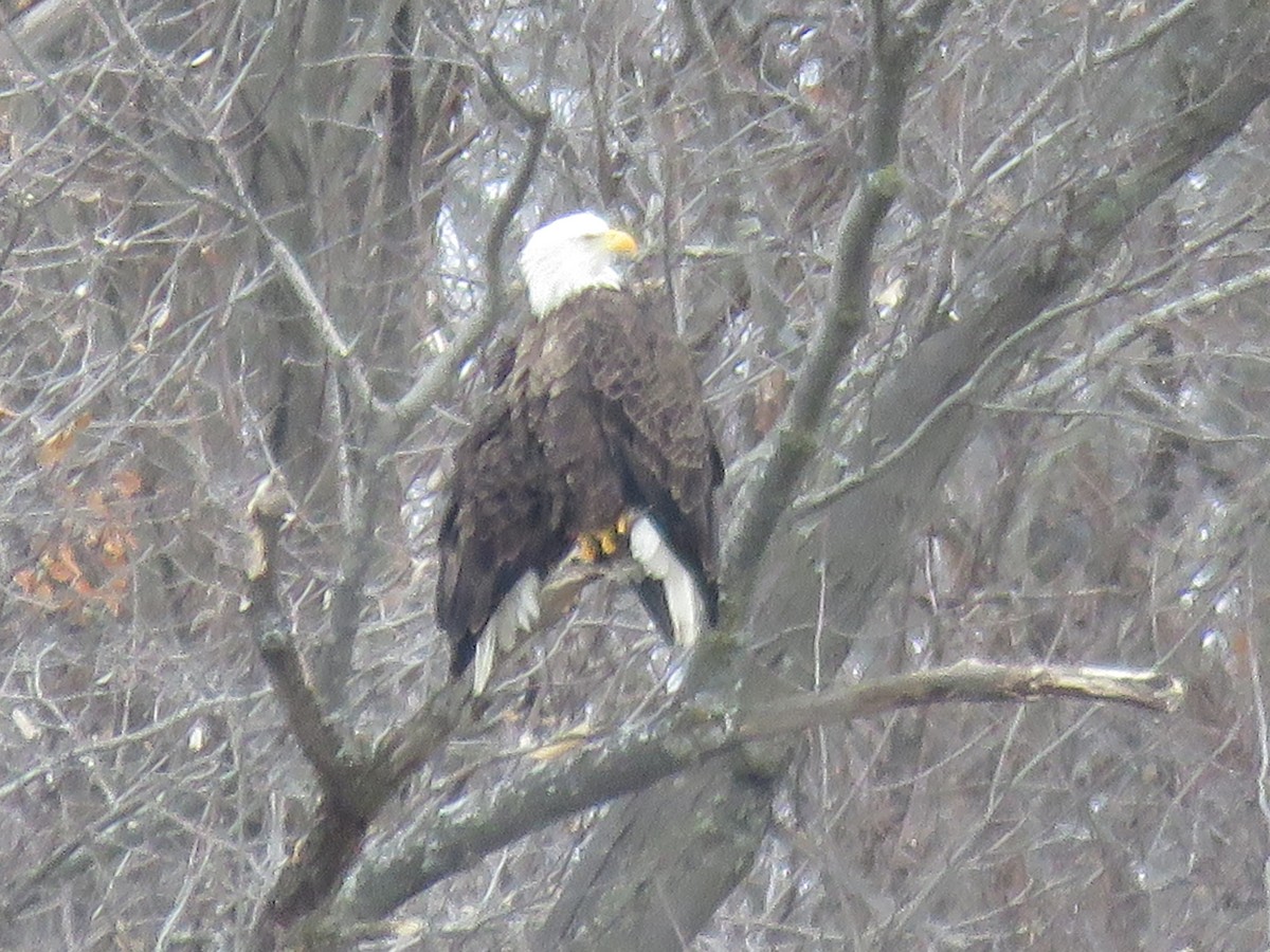 Bald Eagle - ML418562461