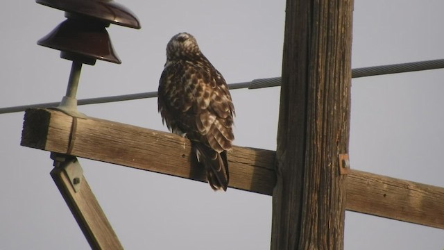 Rough-legged Hawk - ML418562821