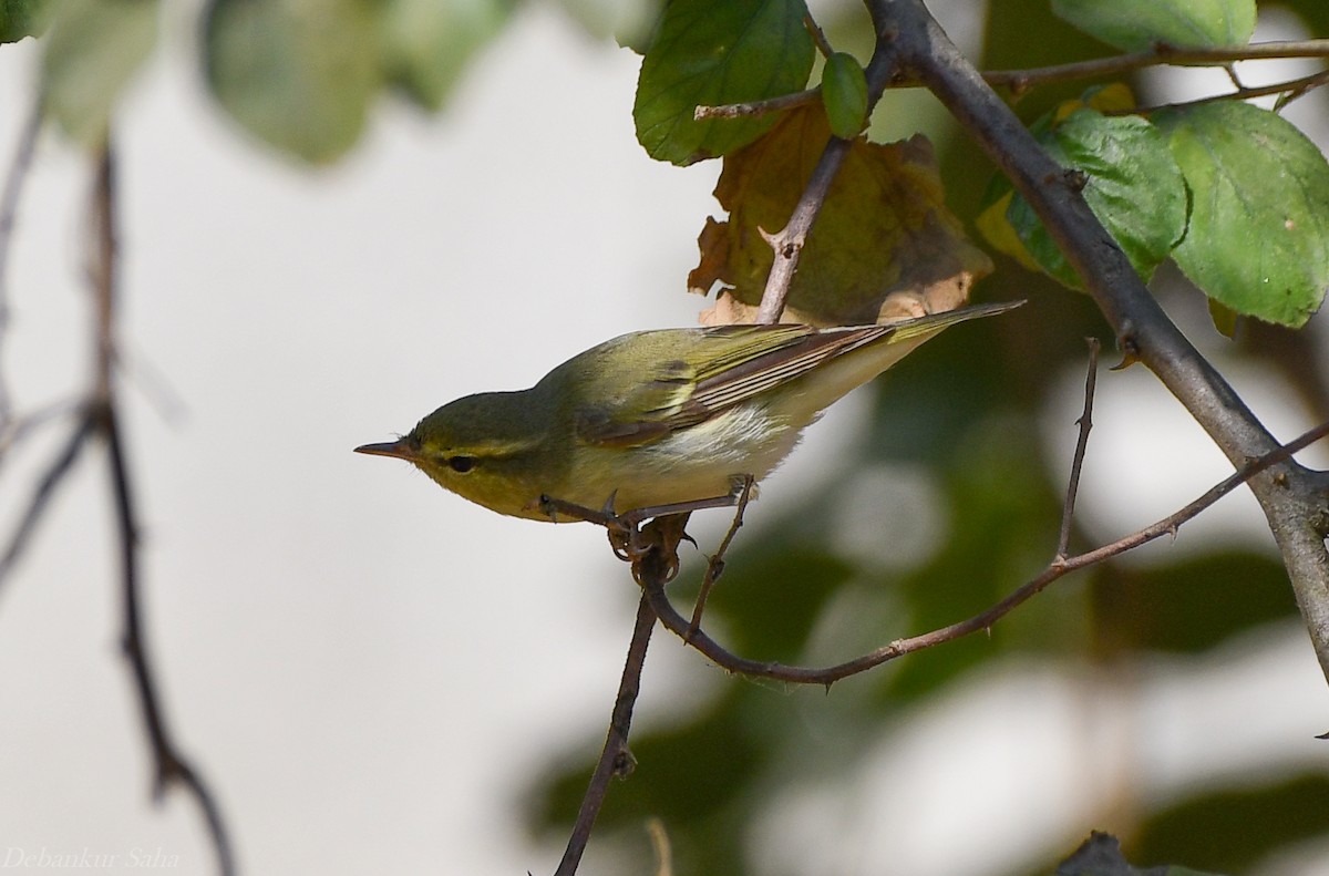 Green Warbler - Debankur Saha