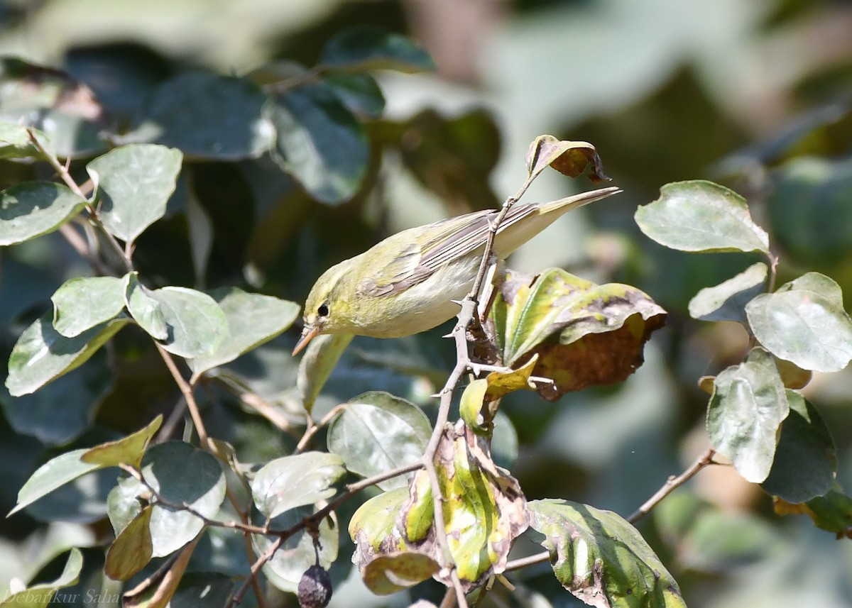 Mosquitero del Cáucaso - ML418563701