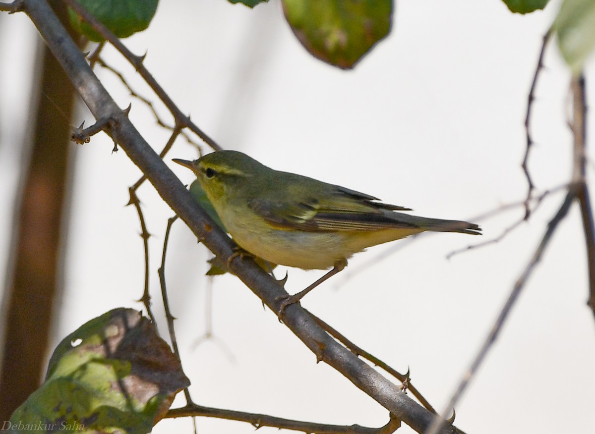 Green Warbler - Debankur Saha