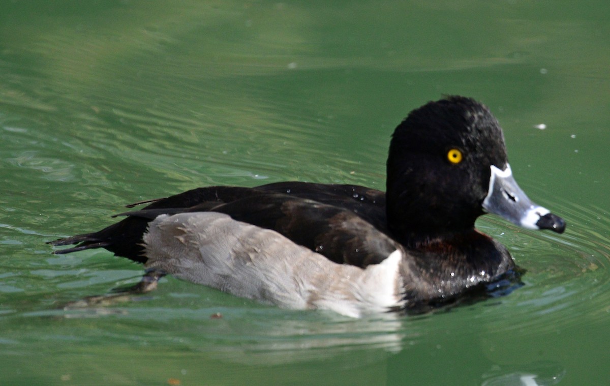 Ring-necked Duck - ML41856641