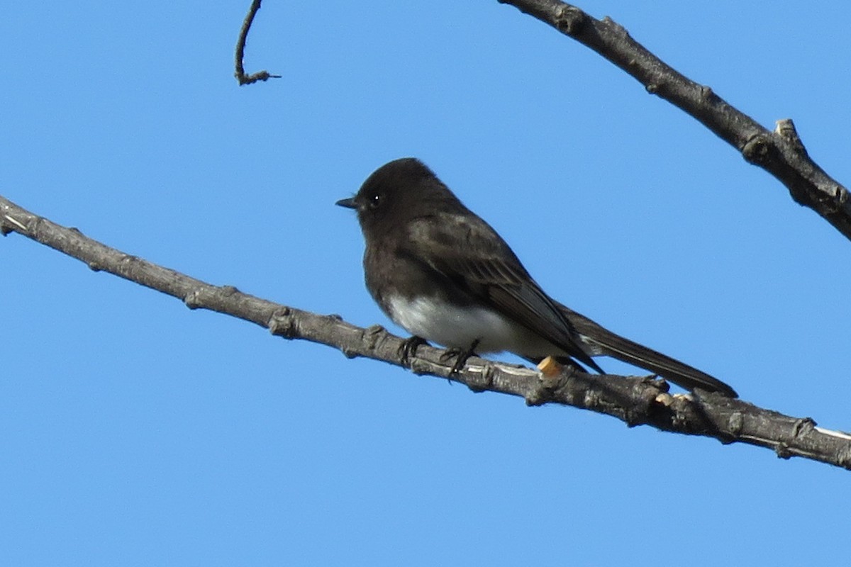 Black Phoebe - Jack Pauw