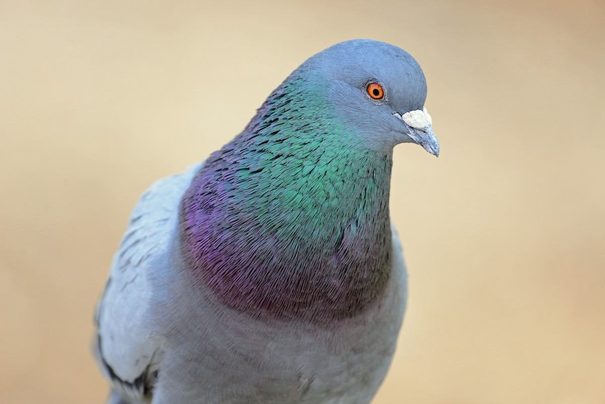 Rock Pigeon (Feral Pigeon) - ML41856731