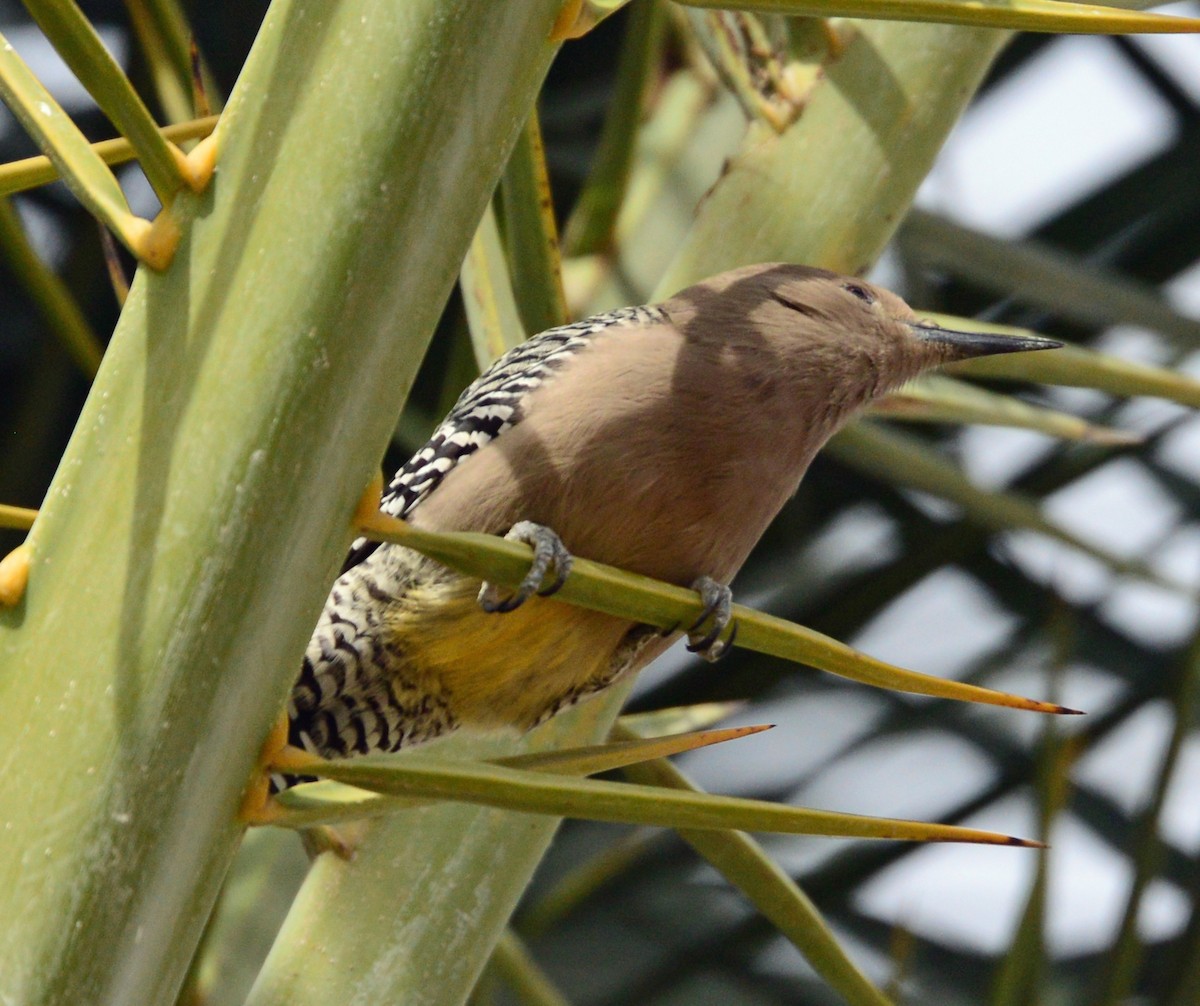 Gila Woodpecker - ML41856761