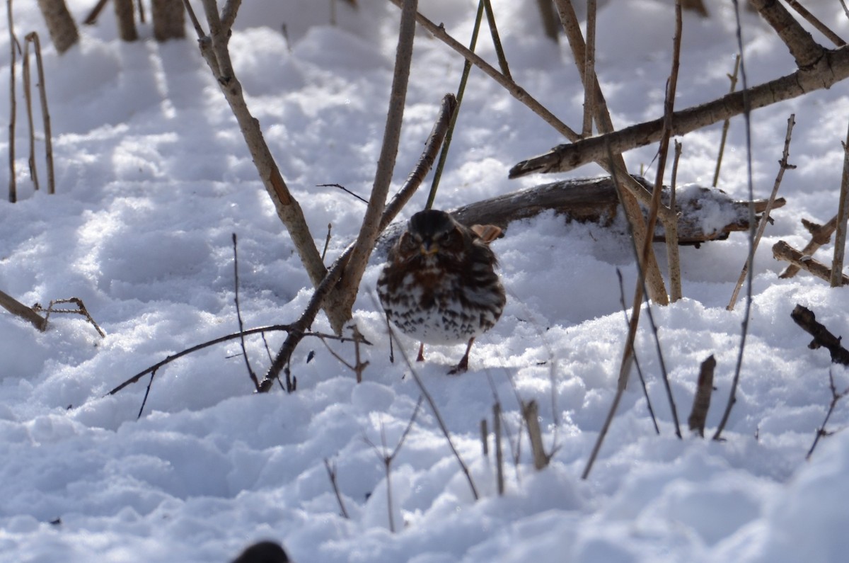 Fox Sparrow - ML418567911