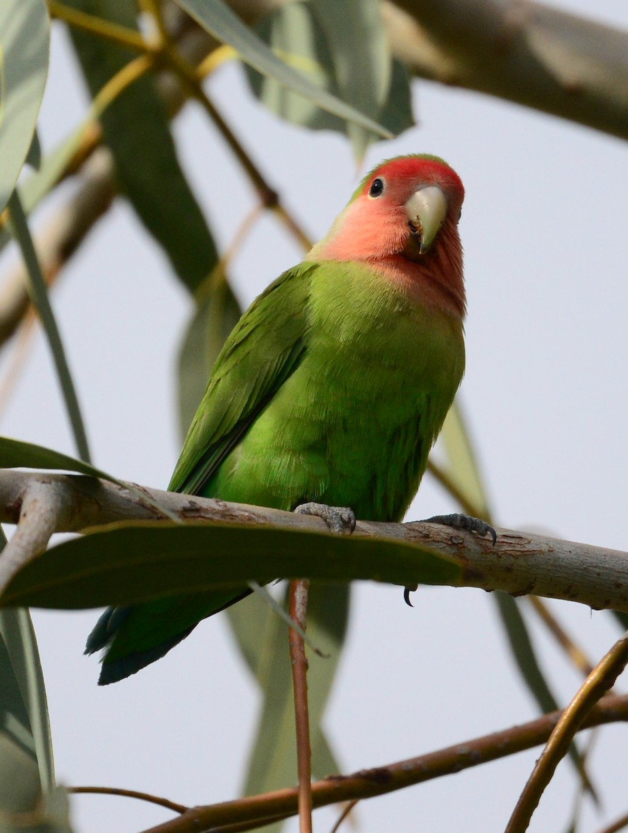 Rosy-faced Lovebird - ML41856941