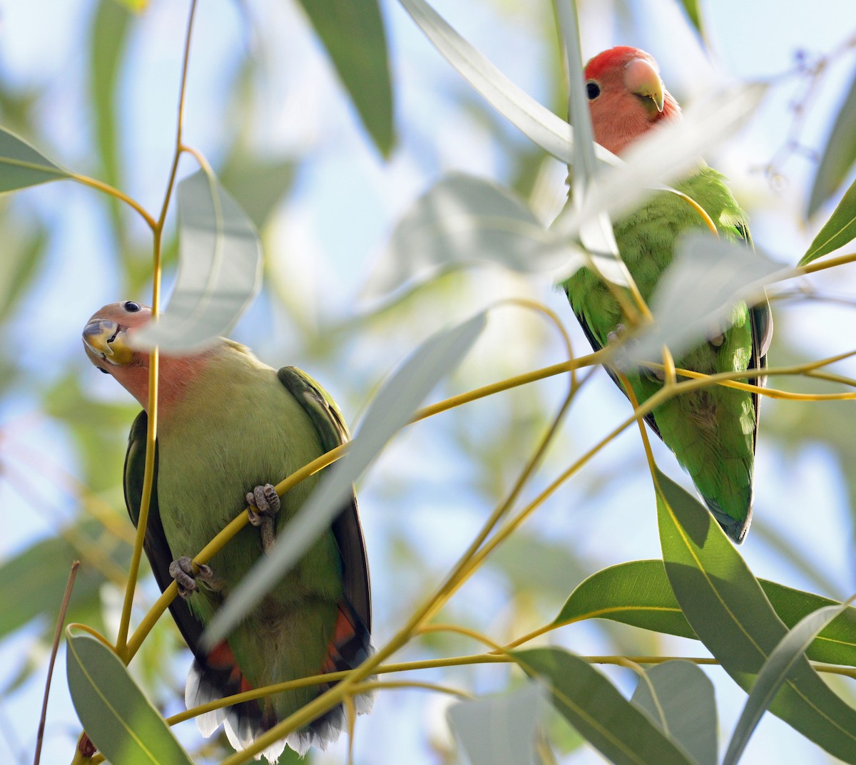 Rosy-faced Lovebird - ML41856971