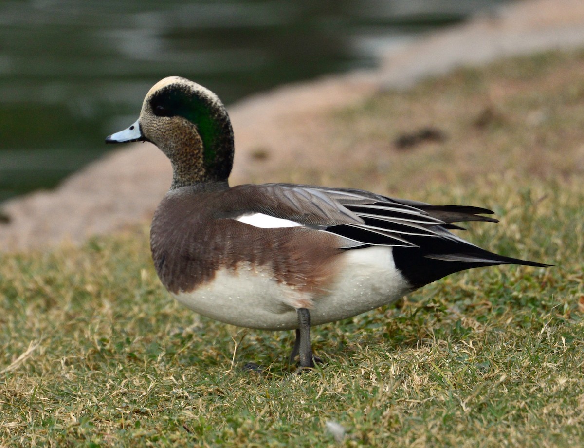 American Wigeon - ML41857031