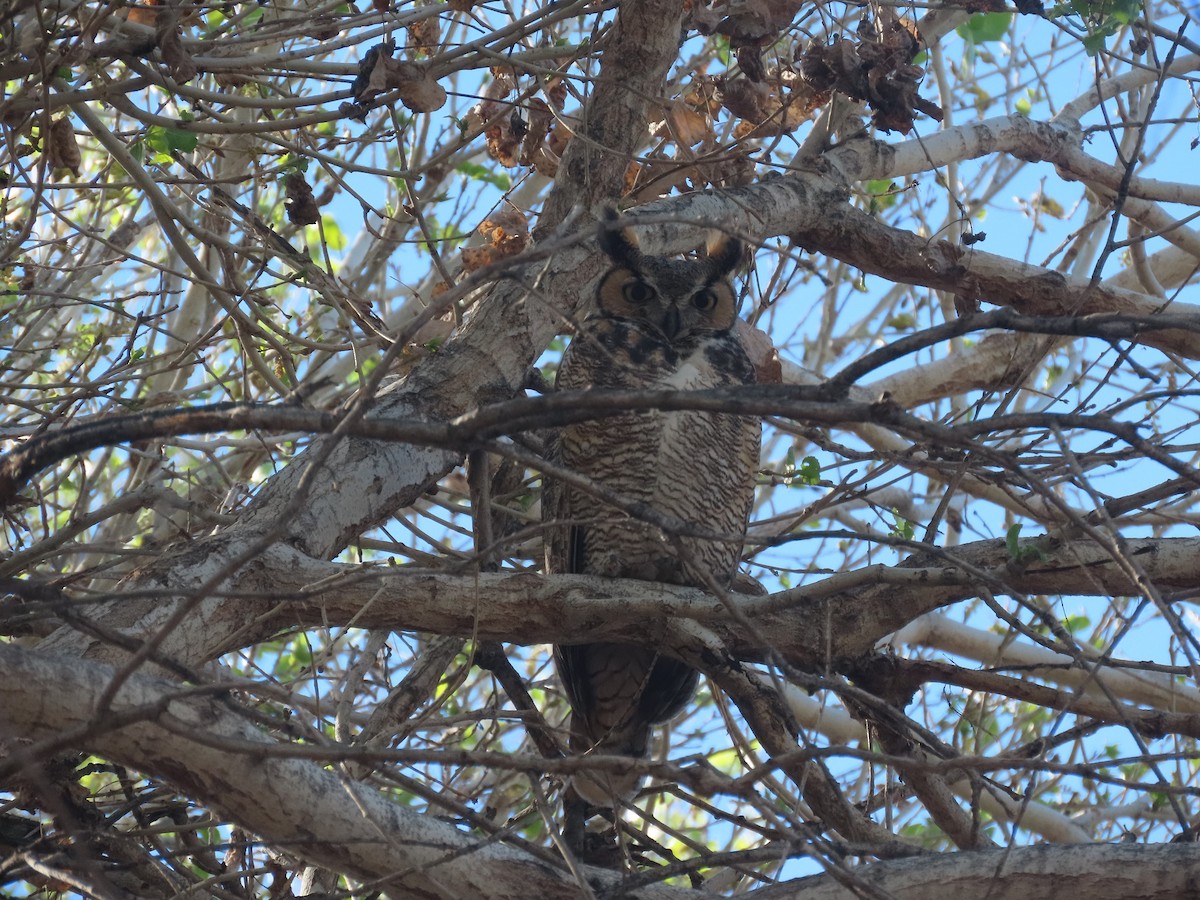 Great Horned Owl - Anne (Webster) Leight