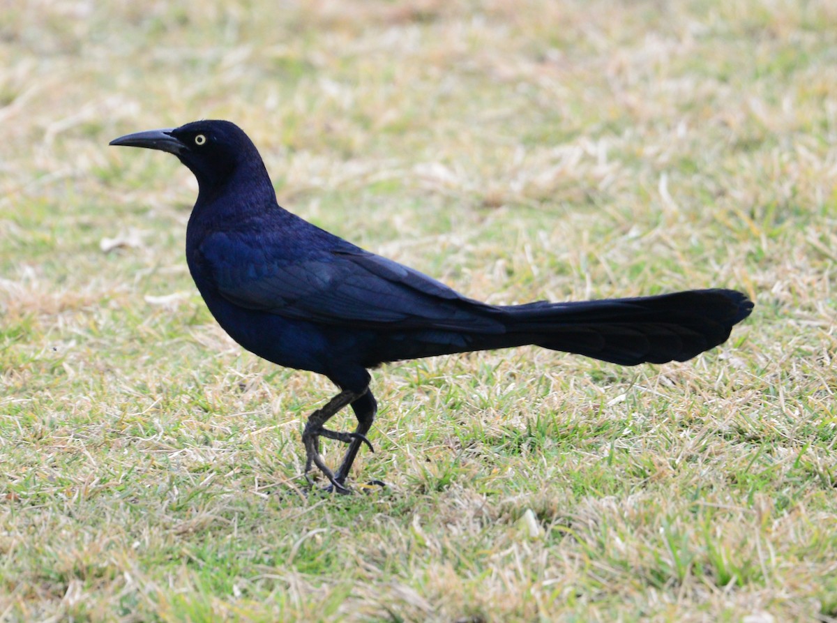 Great-tailed Grackle - ML41857171