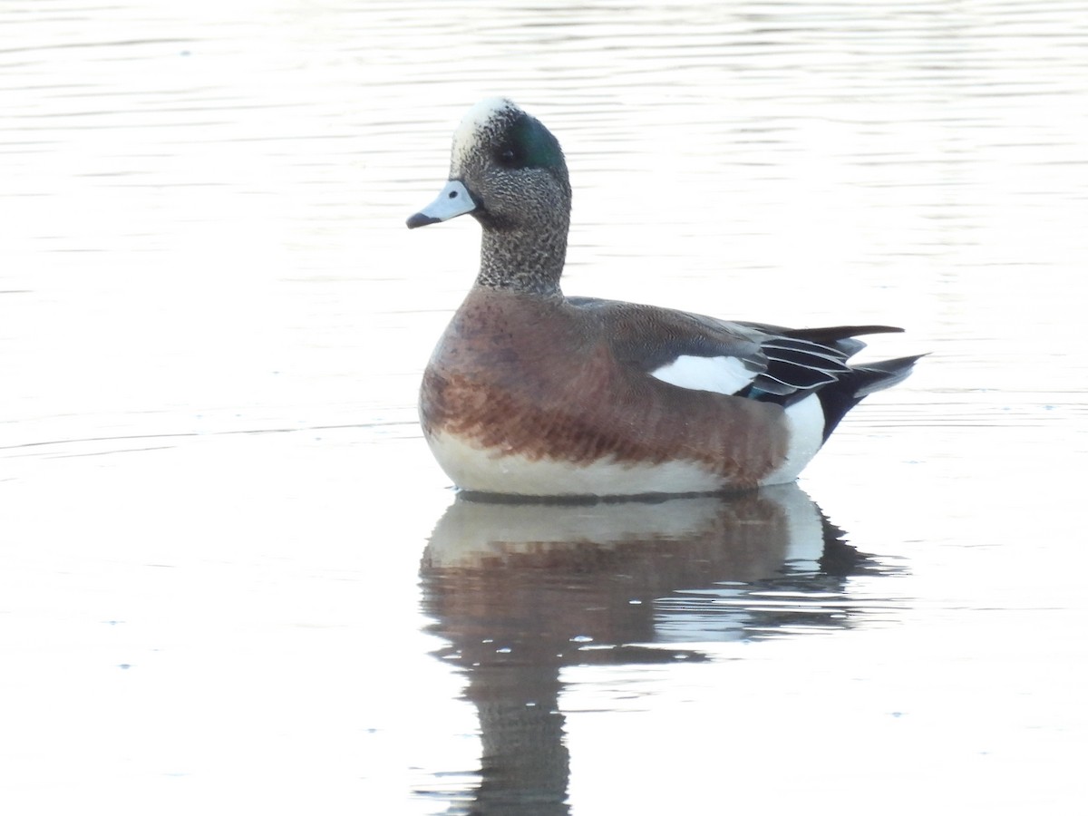 American Wigeon - ML418571901