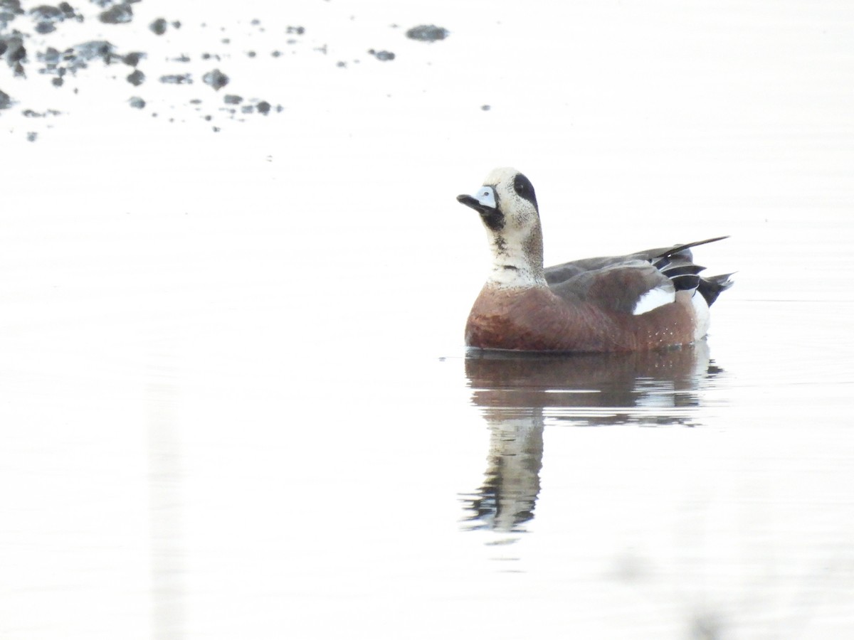 American Wigeon - ML418571931