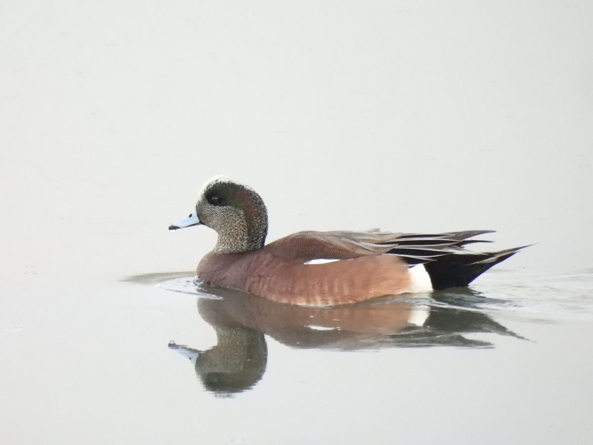 American Wigeon - ML418572011