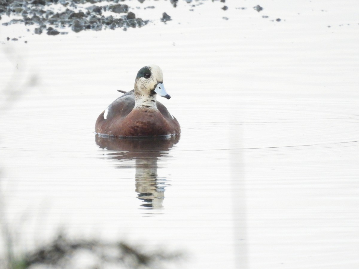 American Wigeon - ML418572041