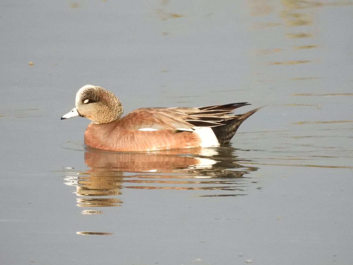 American Wigeon - ML418572071