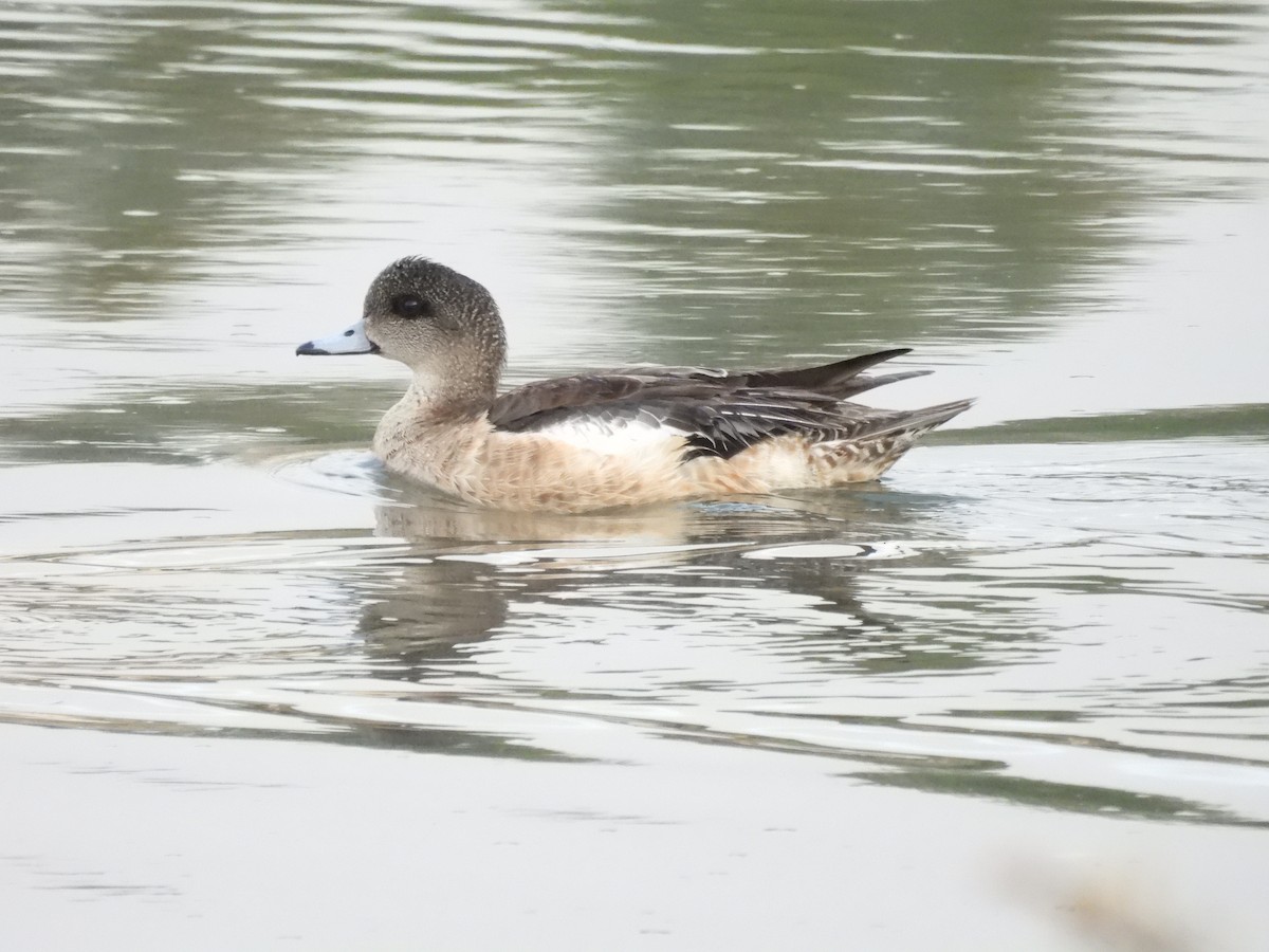 American Wigeon - ML418572121