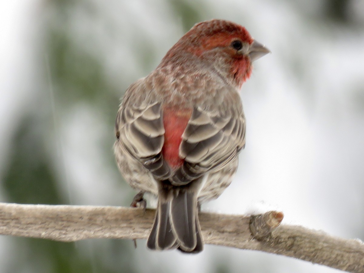 House Finch (Common) - Louise Rivard