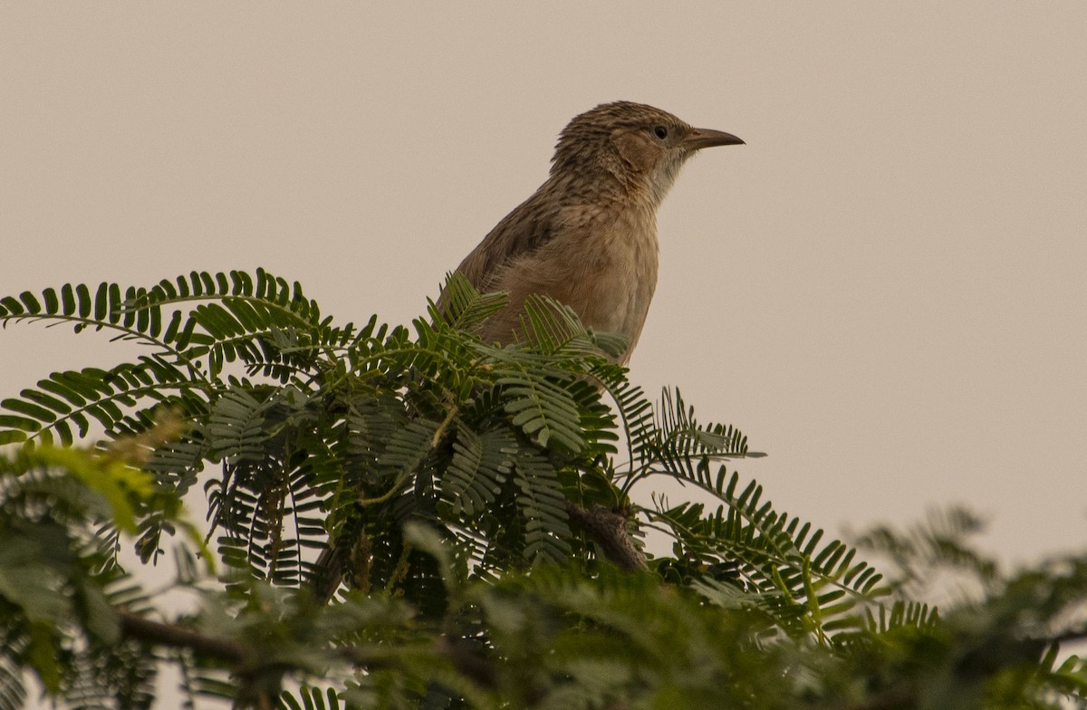 スジカブリヤブチメドリ - ML418575221