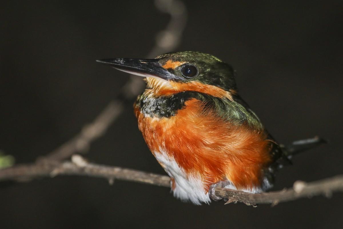 American Pygmy Kingfisher - ML418575581