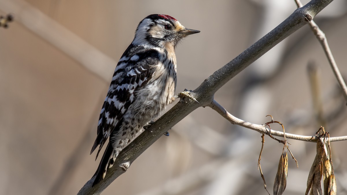 Lesser Spotted Woodpecker - ML418576851