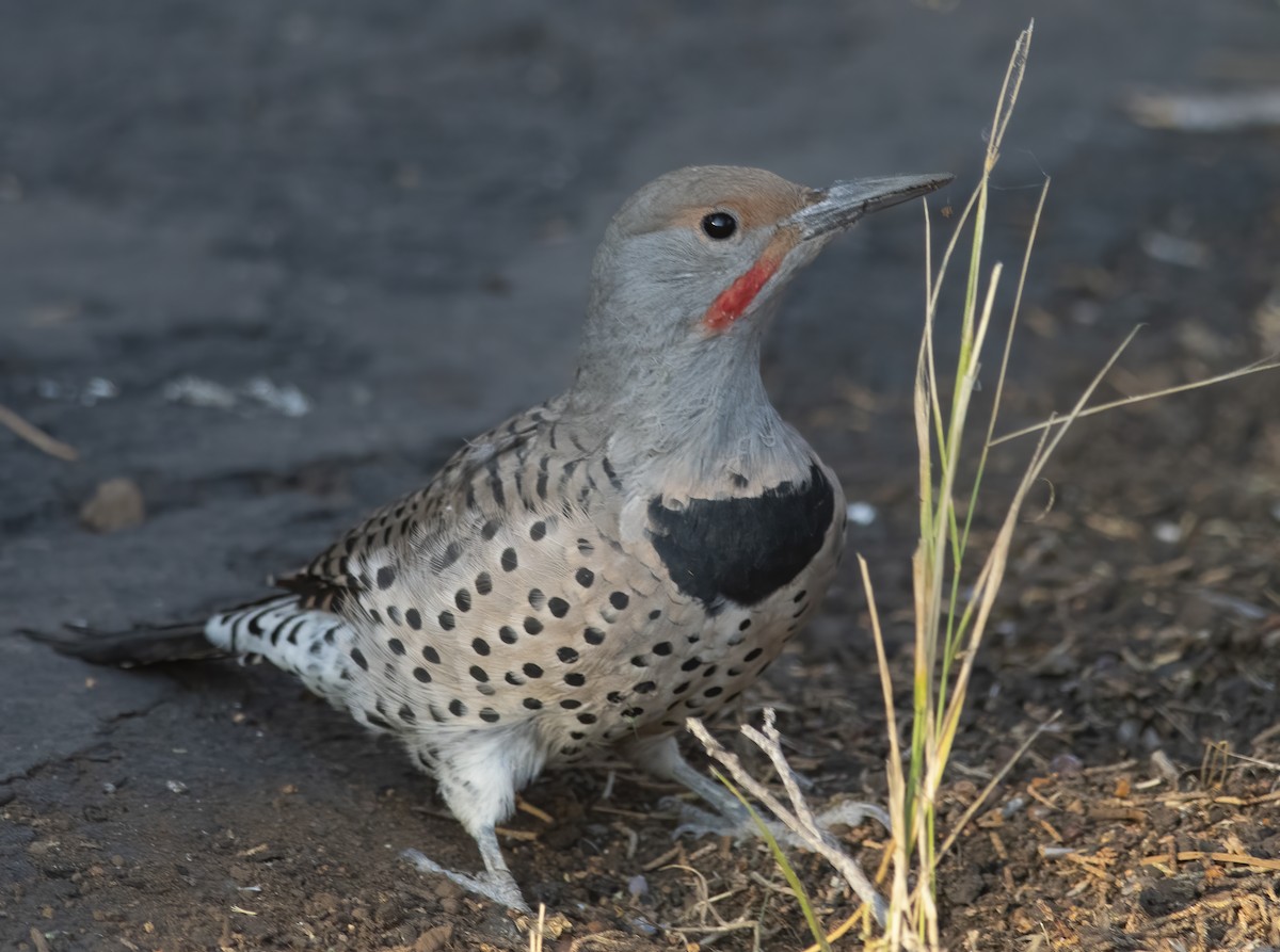 Northern Flicker - ML418578831