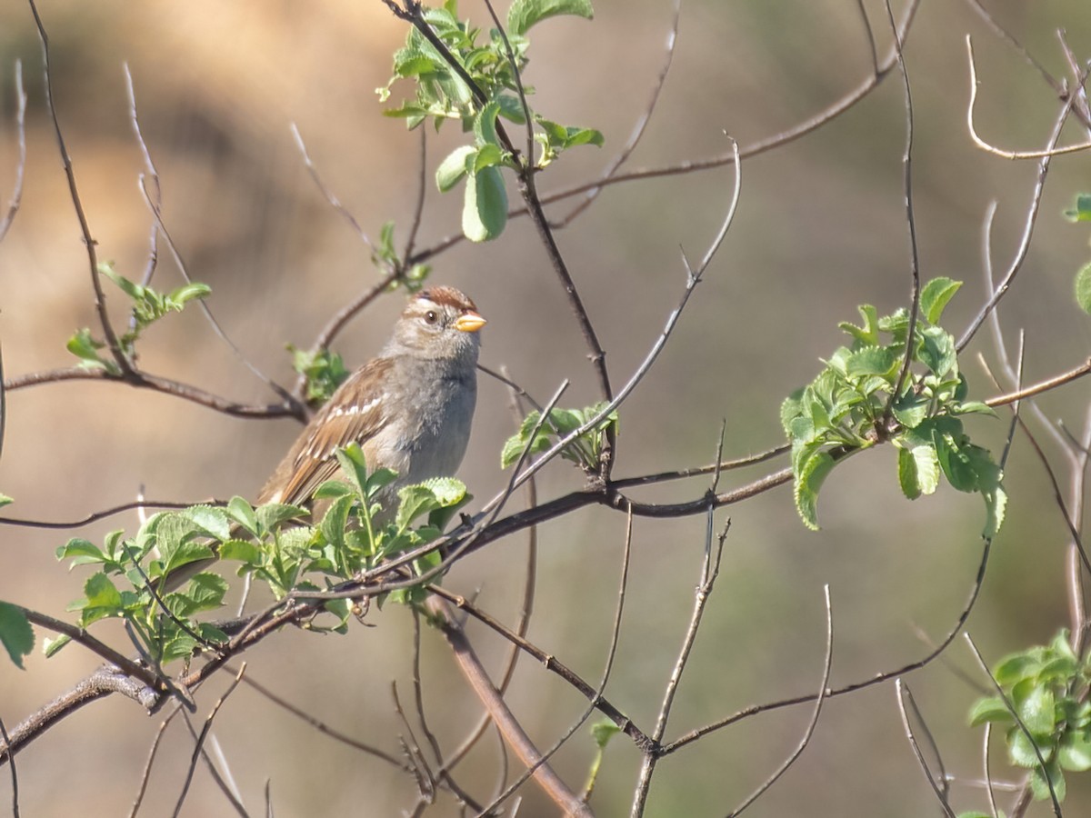 White-crowned Sparrow - ML418579351