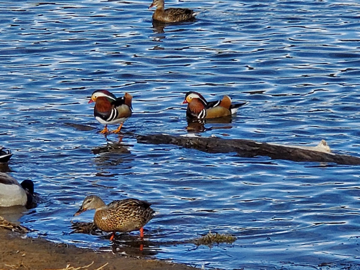 Mandarin Duck - ML418581651