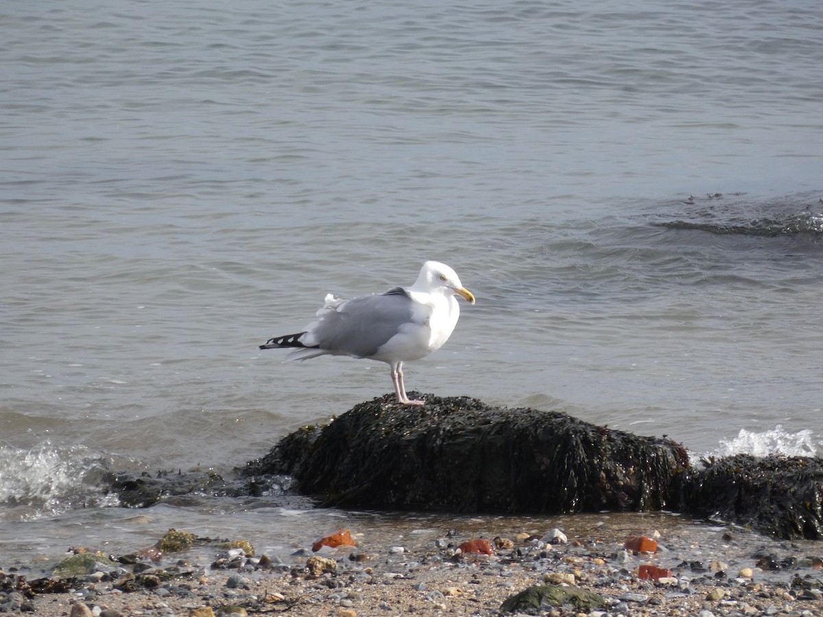 Herring Gull - ML418581711