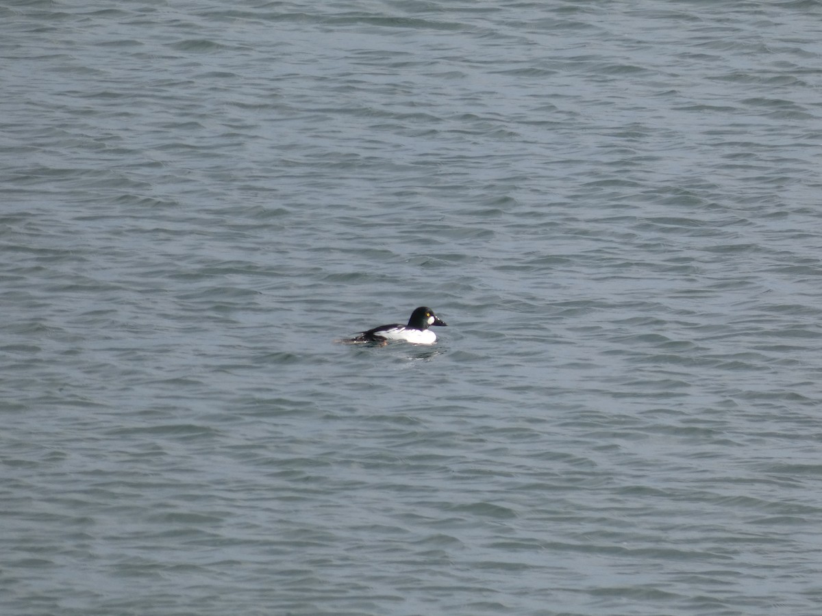 Common Goldeneye - ML418581741