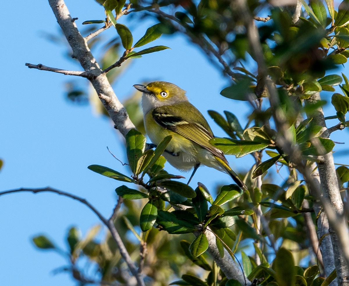 Vireo Ojiblanco - ML418582361