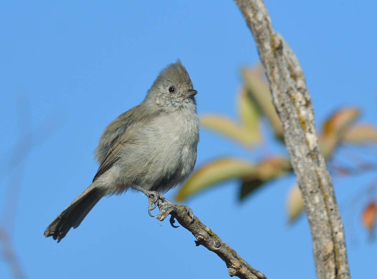 Oak Titmouse - ML418583491