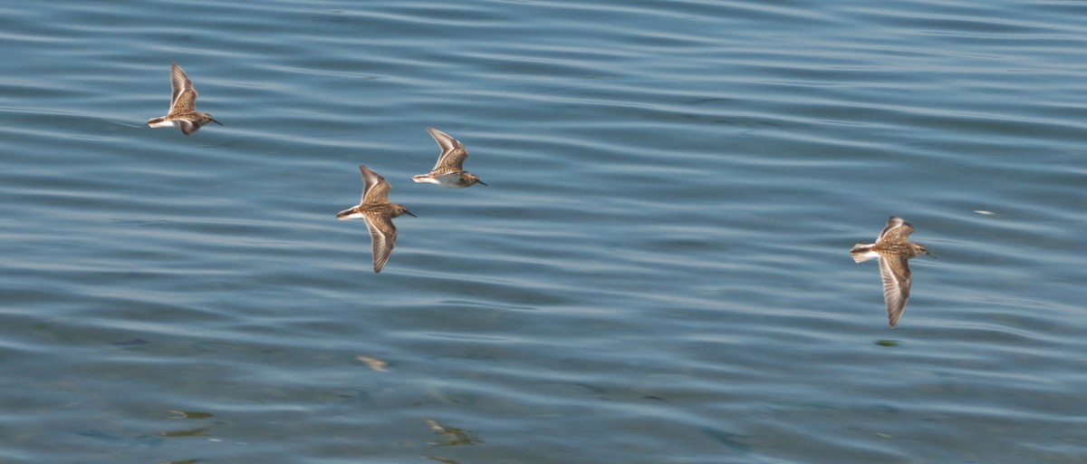 Wiesenstrandläufer - ML418584351