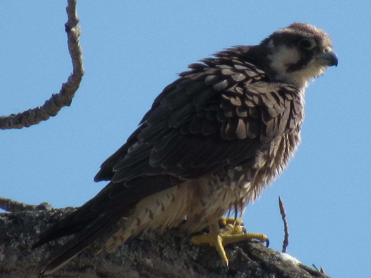 Peregrine Falcon - ML418584731