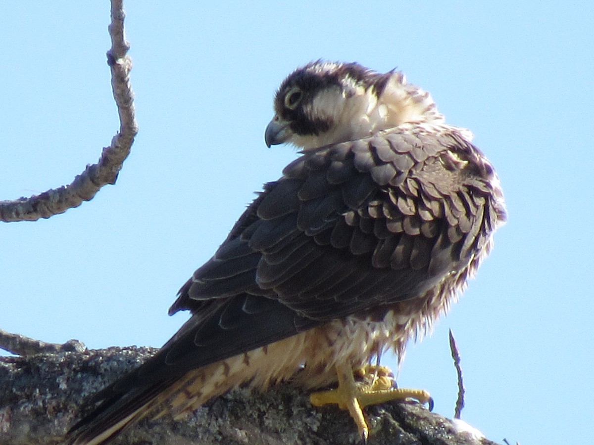 Peregrine Falcon - ML418584841