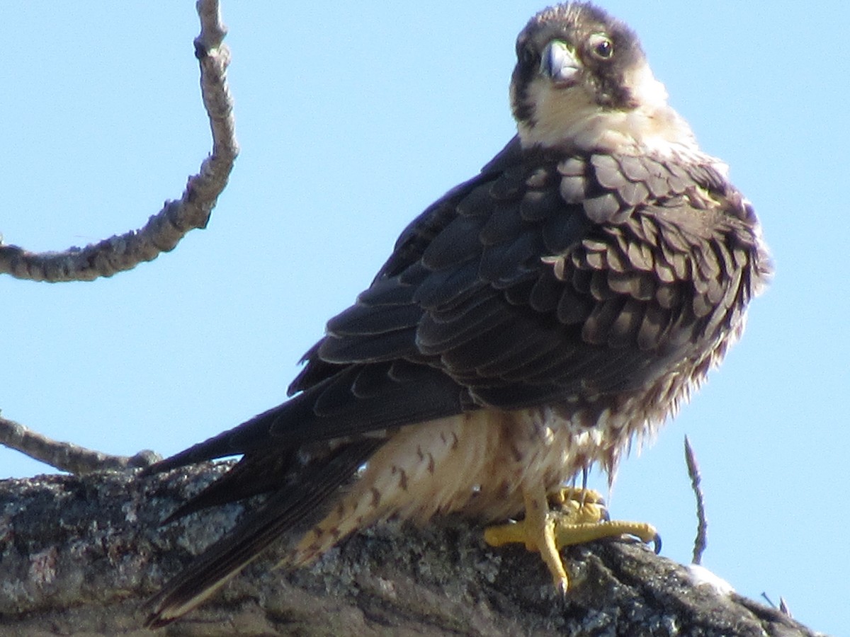 Peregrine Falcon - ML418584911