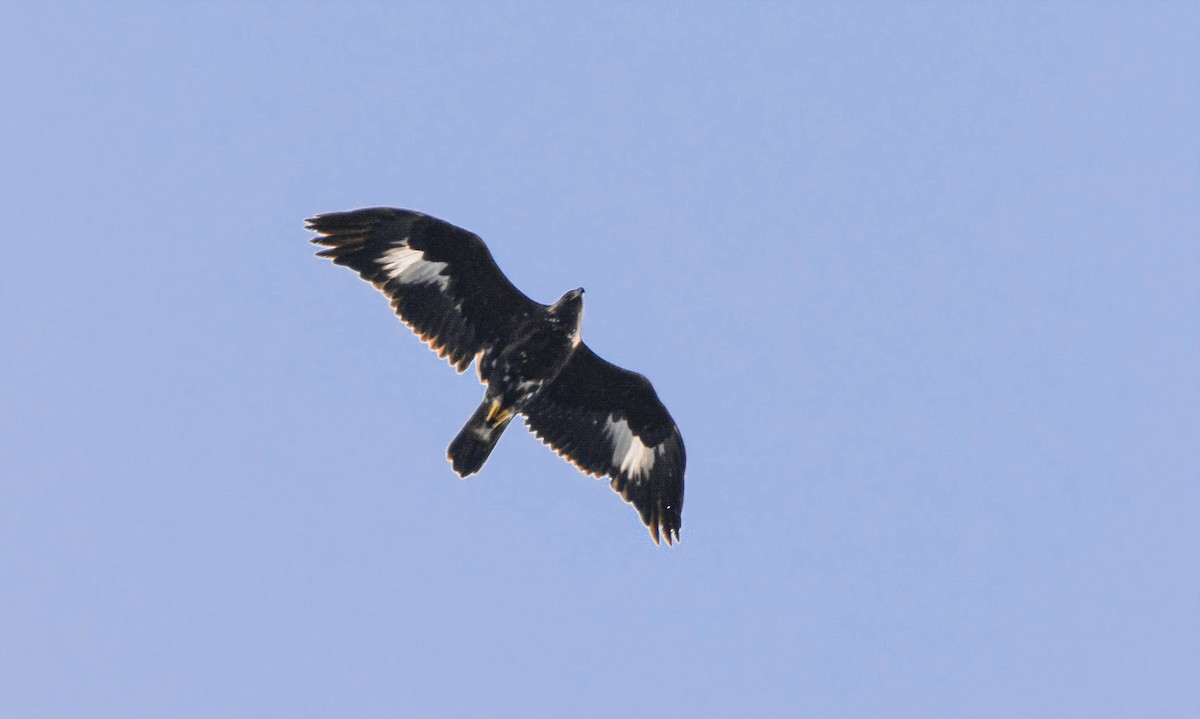 Golden Eagle - ML418585321