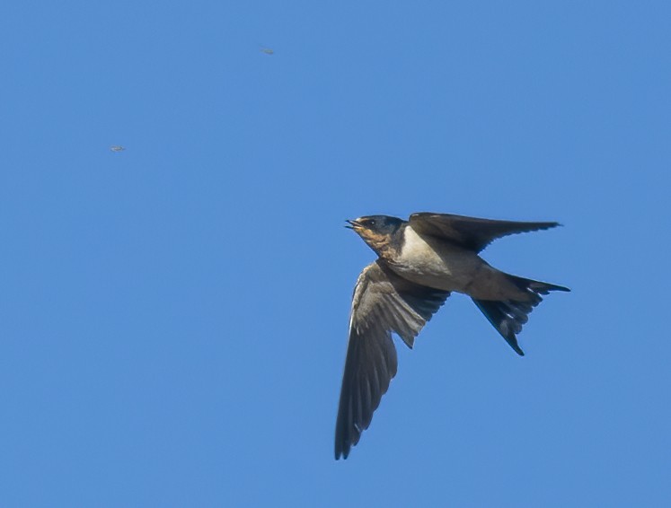 Barn Swallow - ML418585521