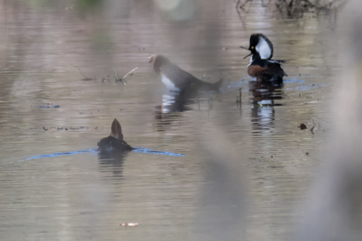 Hooded Merganser - ML418586851