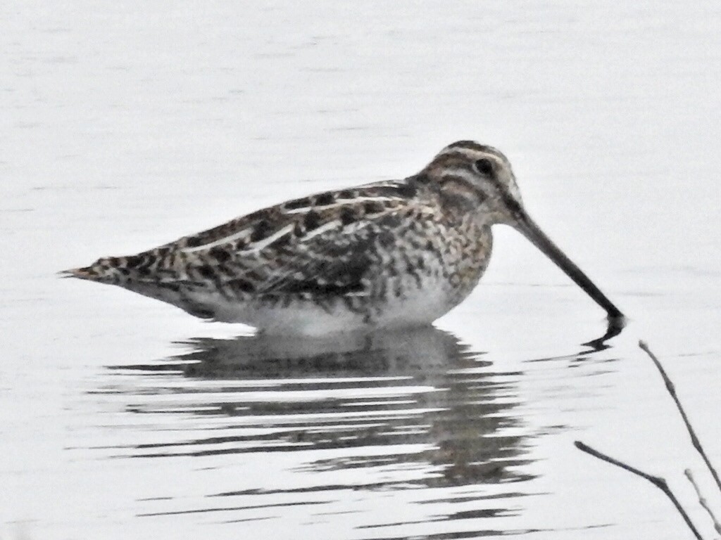 Wilson's Snipe - ML418587401