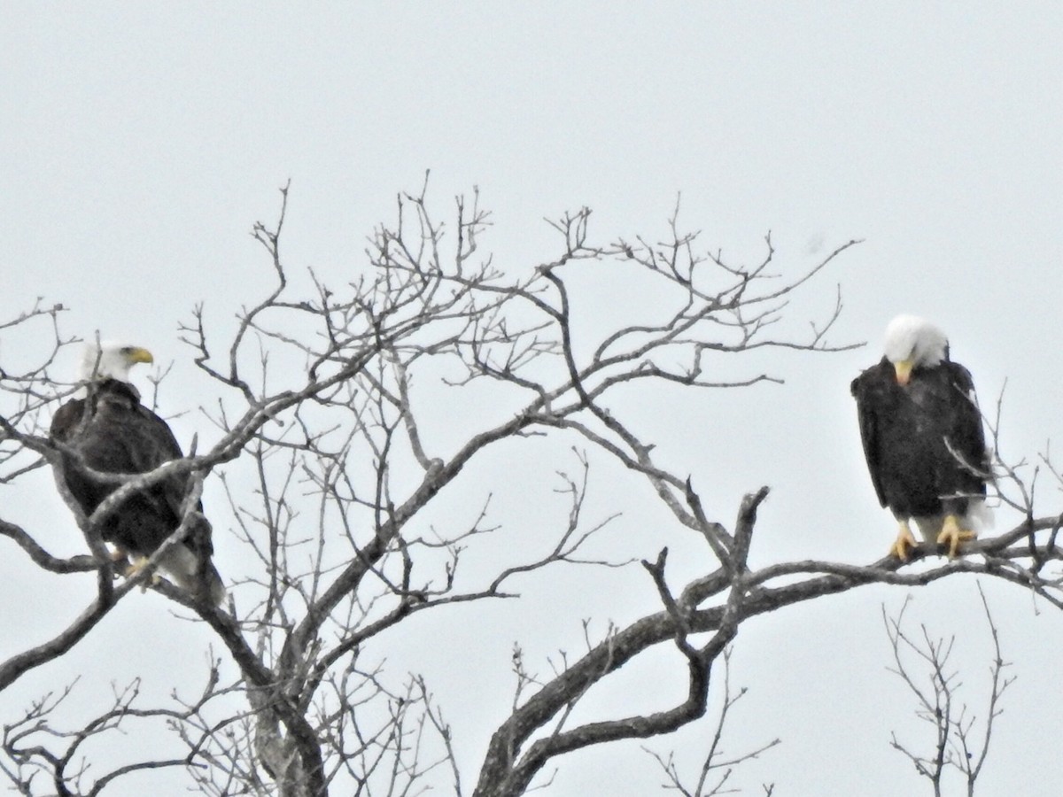 Bald Eagle - ML418587561